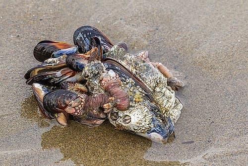 Oregon-Bandon Beach Clump of mollusk and other shells on beach Art Print